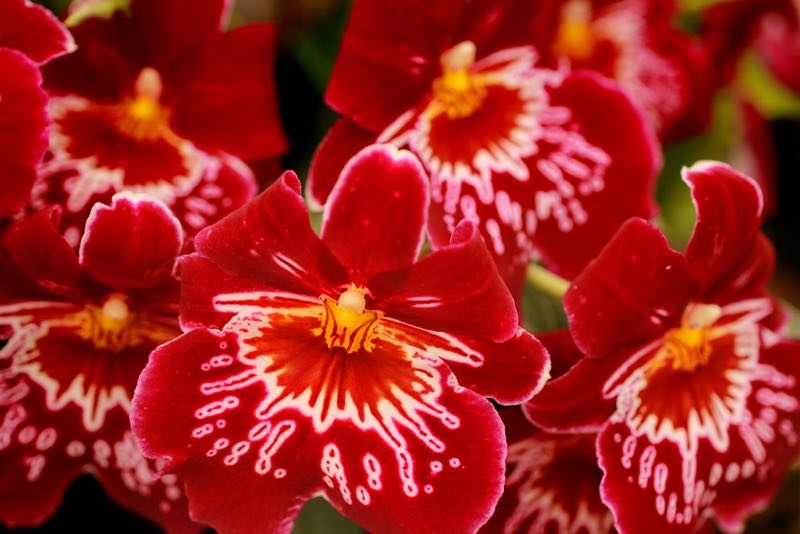 miltonia orchid