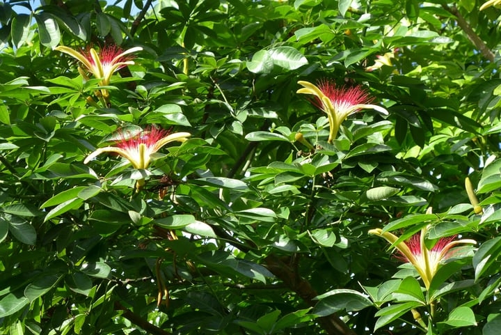 money tree pachira aquatica