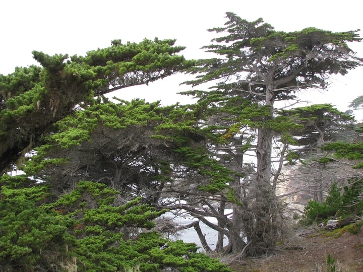 monterey cypress cupressus macrocarpa