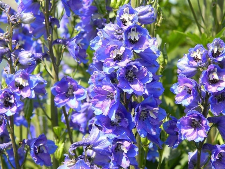 mother of pearl delphinium