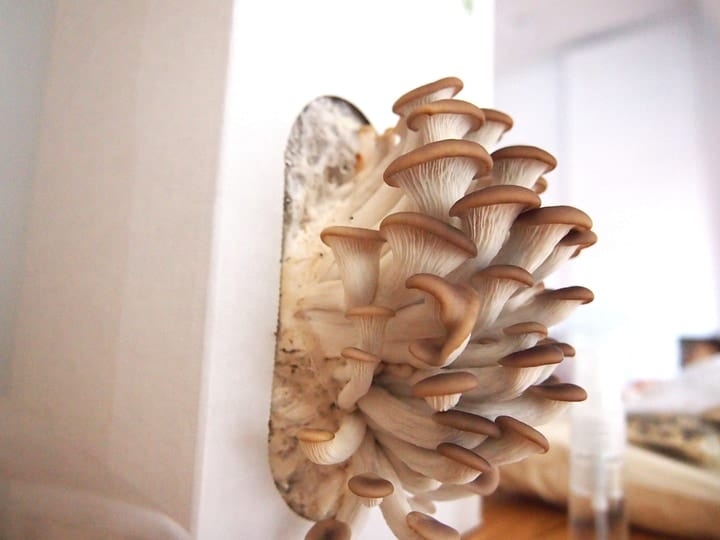 mushroom growing kit for market gardening