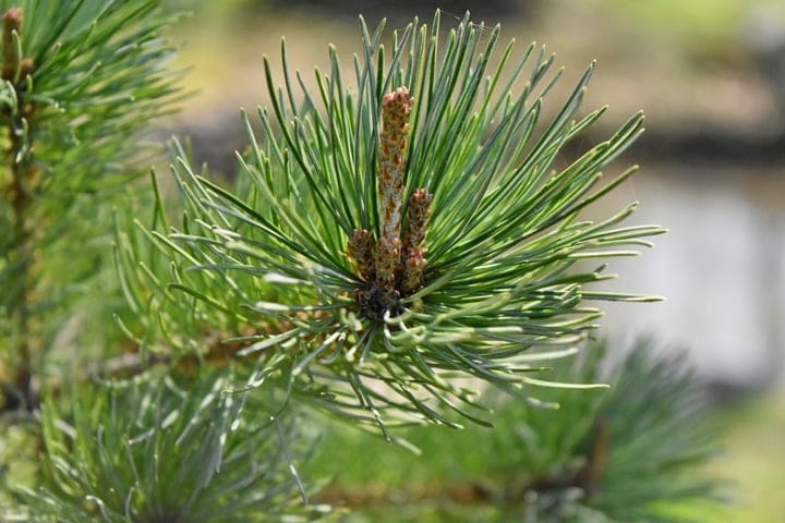 needle leaves