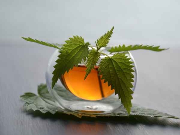 Nettle Tea