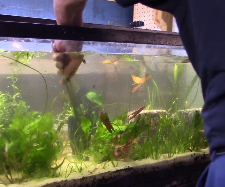 not changing water regularly