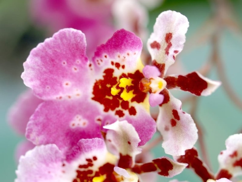 oncidium orchid