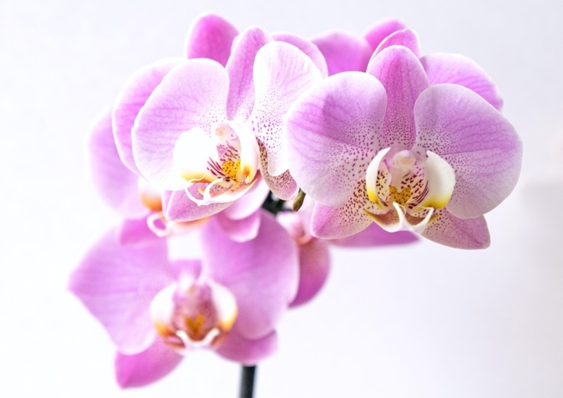 orchid flower