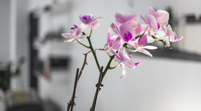 orchid flowers
