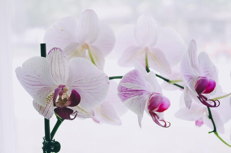 orchid phalaenopsis