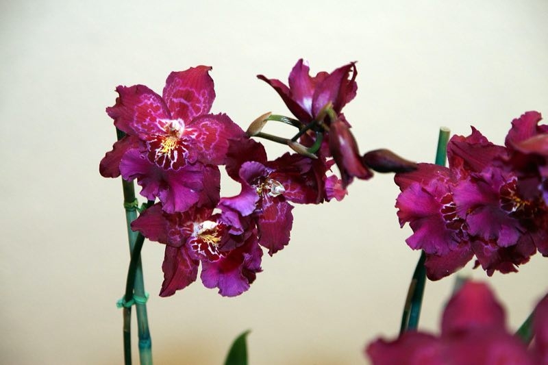 orchid repotting