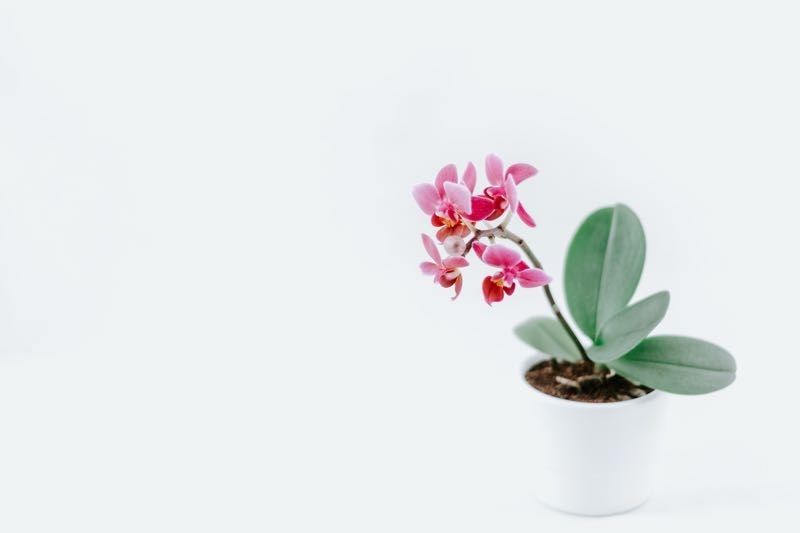 orchids care