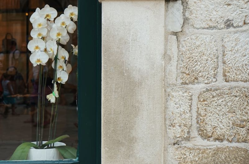 orchids for sale