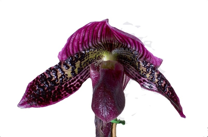 orchids pruning