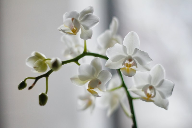 orchids species