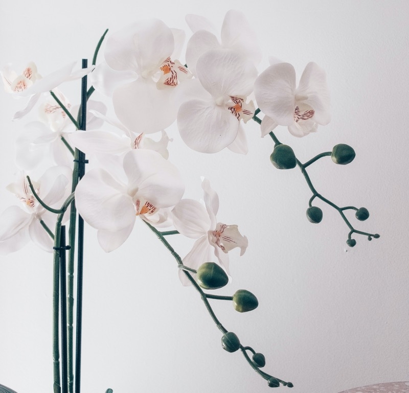 orchids types