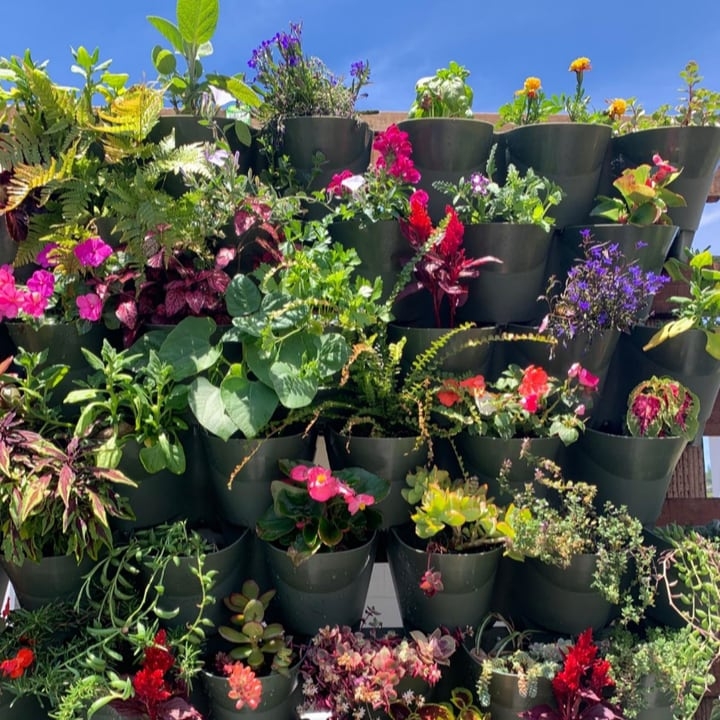 outdoor planted wall with flowers attracting butterflies and bees