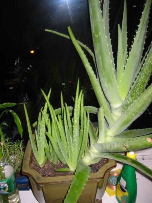 ow to plant aloe vera pups