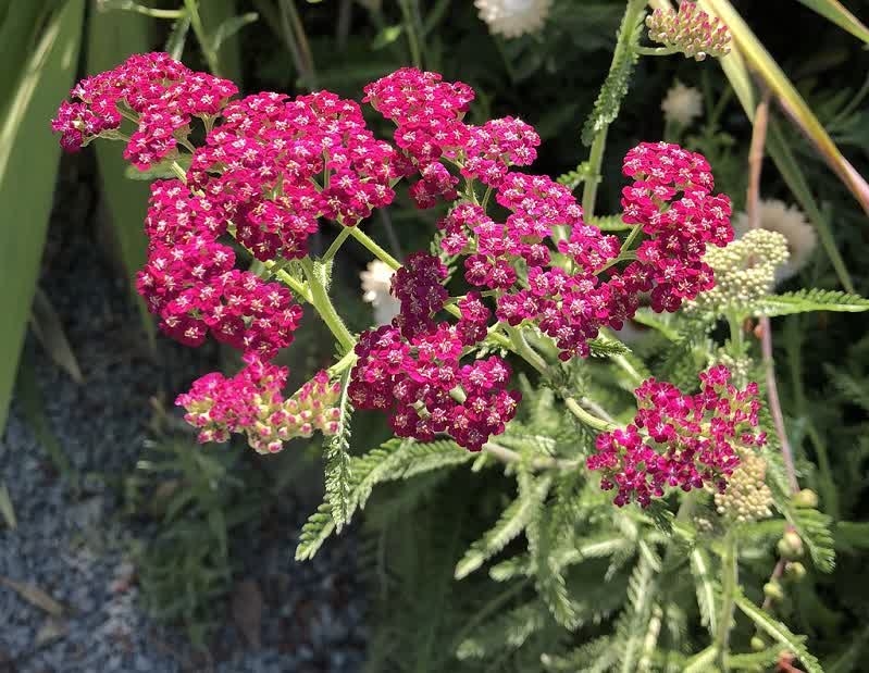 paprika yarrow flower