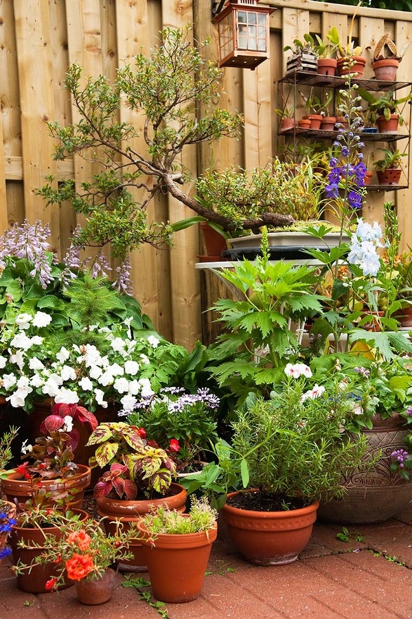 Patio Jungle