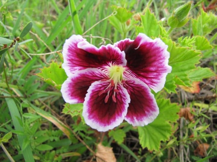 pelargonium domesticum