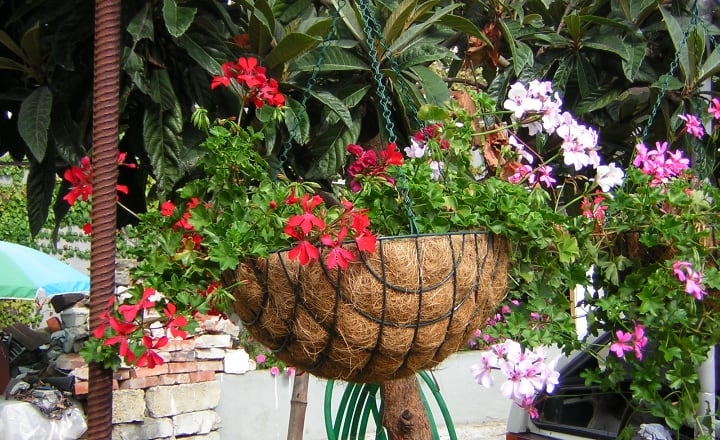 pelargonium peltatum on a hanging planter
