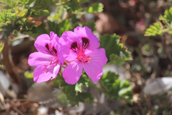 pelargonium quercifolium