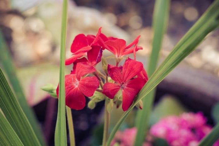 pelargonium x hortorum