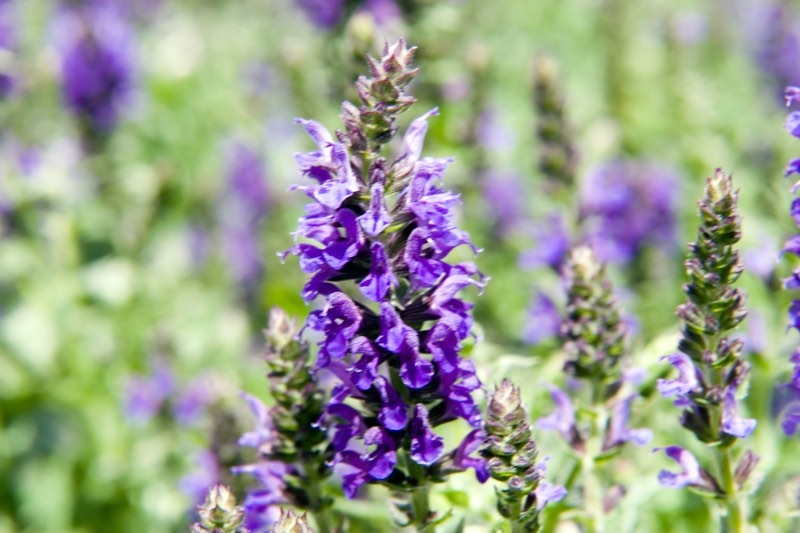 perennial salvia