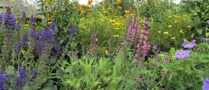 perennials in spring