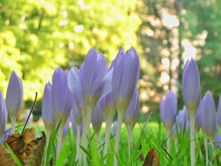 pet toxic autumn crocus plants