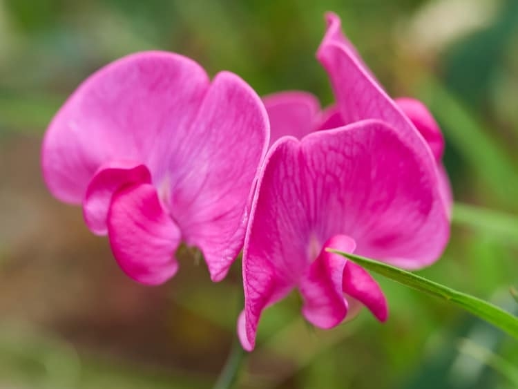 pet toxic sweet pea flowers