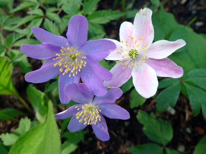 pink and purple anemone flowers