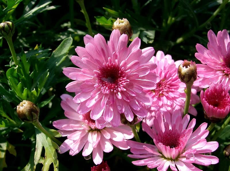 pink daisies