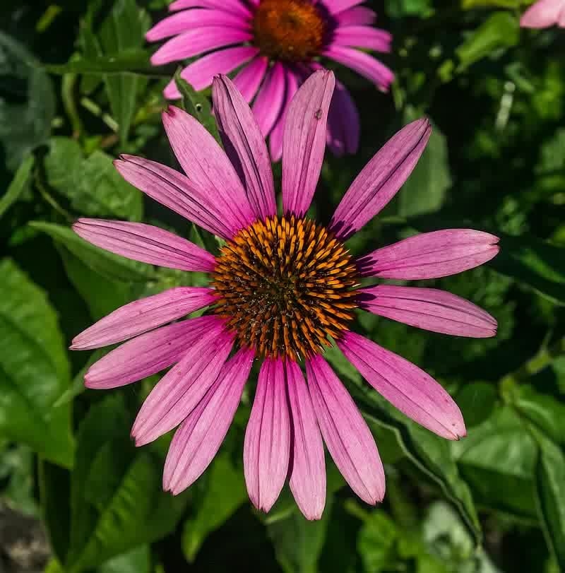 pink daisy flower
