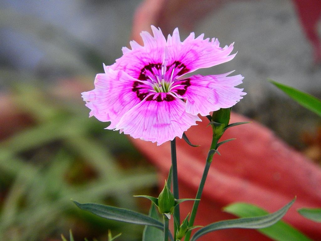 pink dianthus