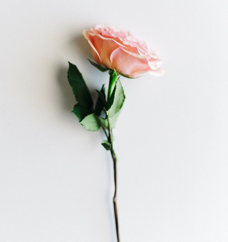 pink flowers for mothers day