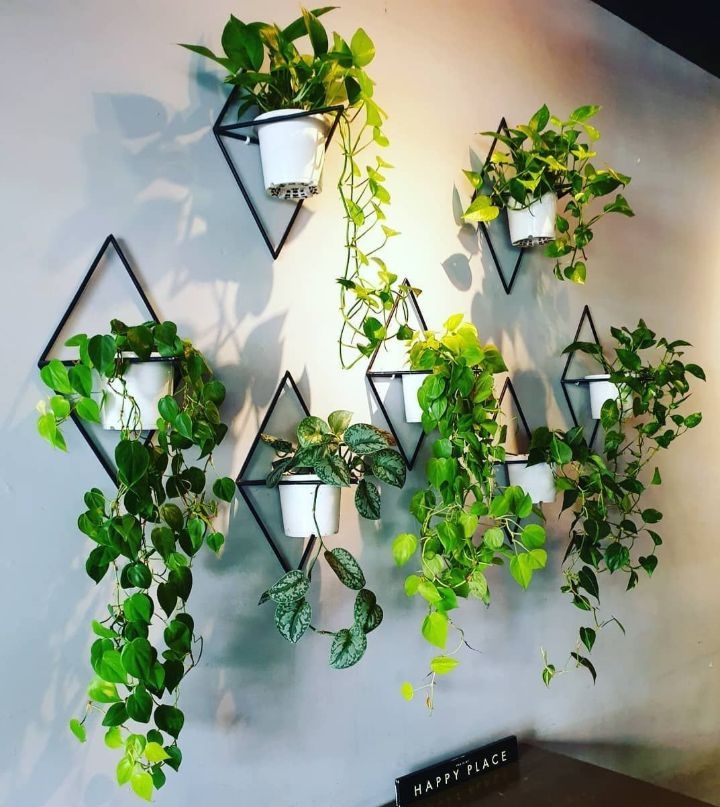 plant wall hanger indoor