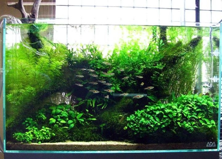 planted aquarium nature style