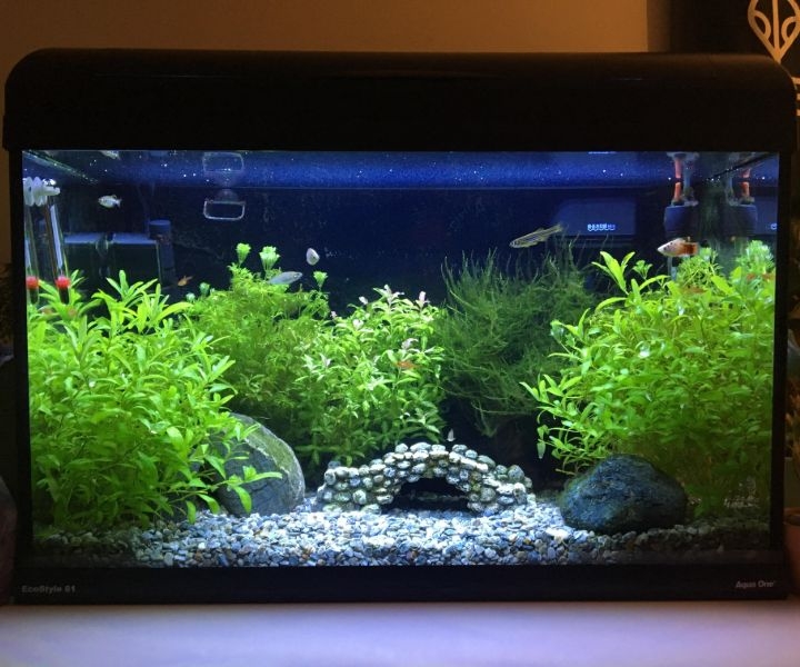 planted aquarium no fish