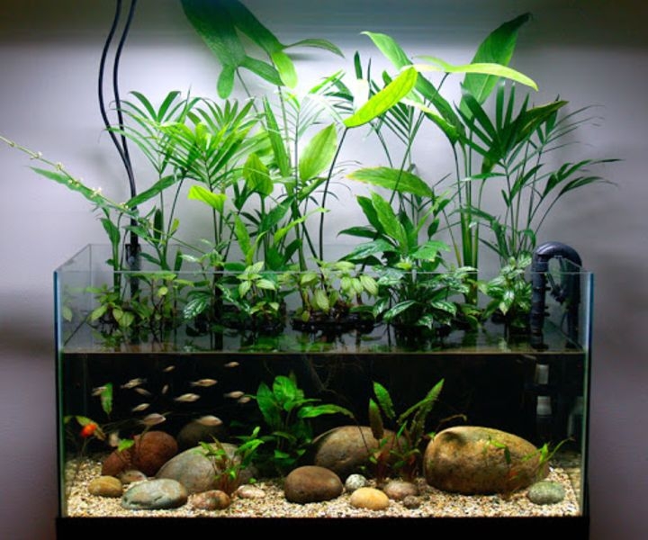 planted fish aquarium