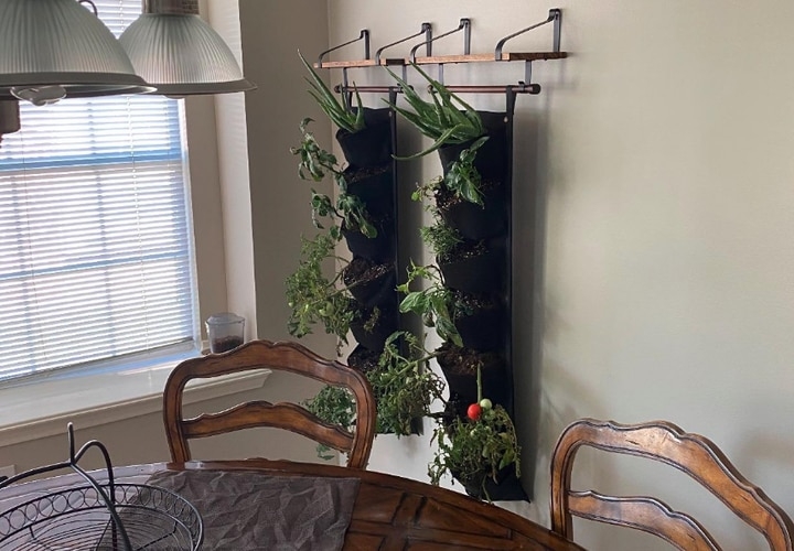 planted wall helps purify air
