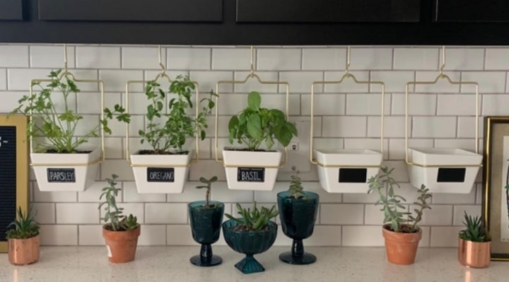 planted wall in the kitchen
