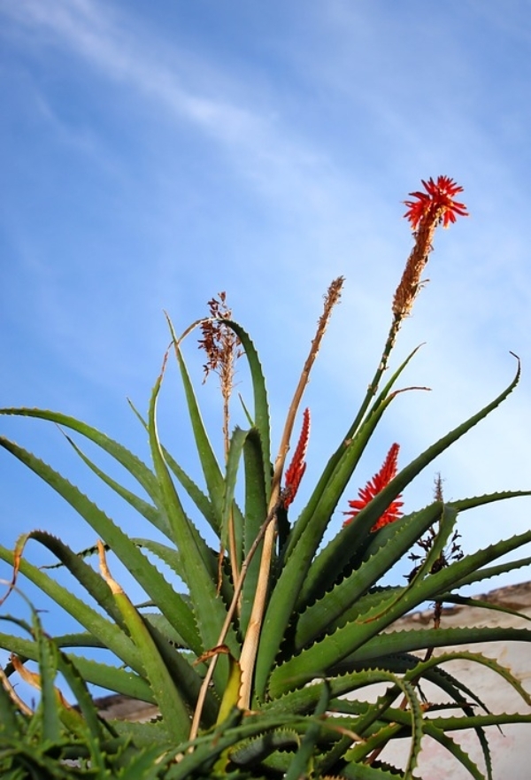 Planting Aloe Vera Outside