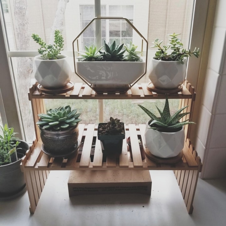 plants absorbing and reflecting sunlight on glass wall