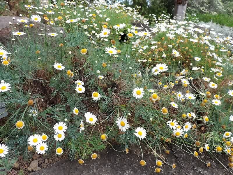 plants daisy