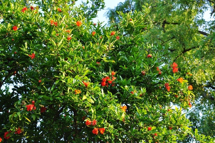 pomegranate punica granatum