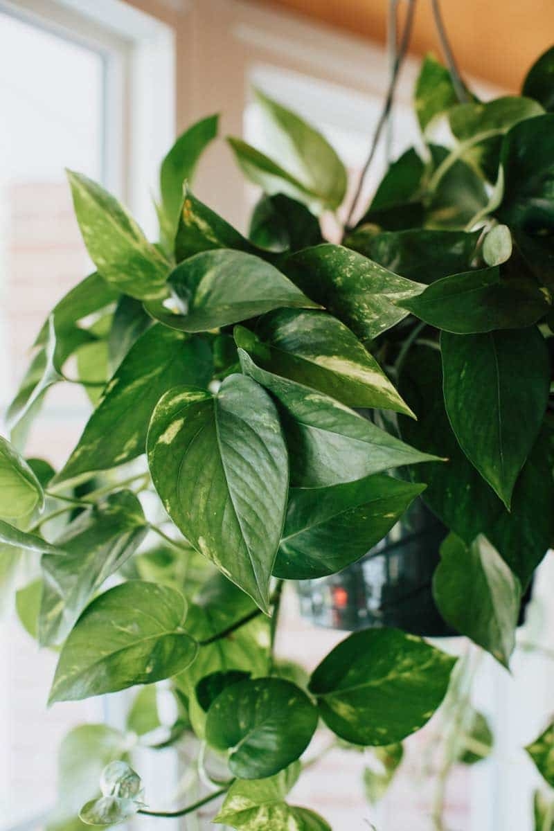 pothos plant