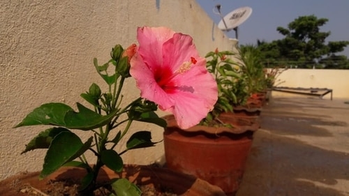 potted hibiscus flower