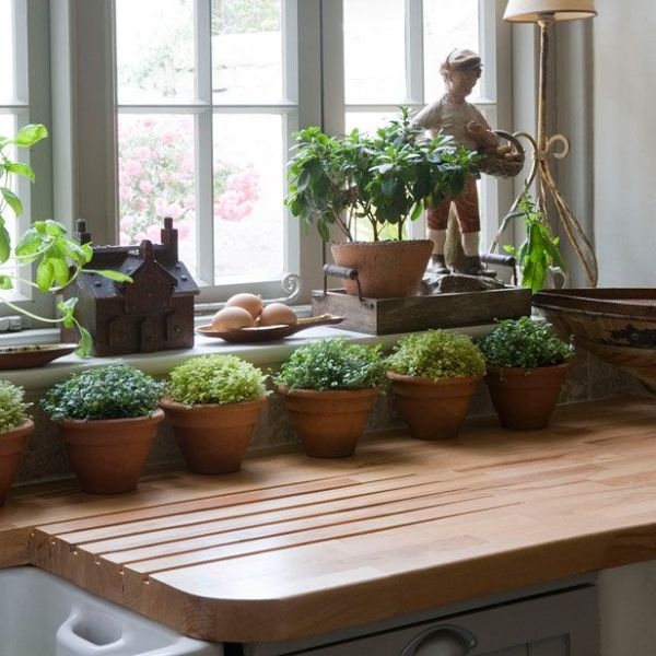 Potted Indoor Garden