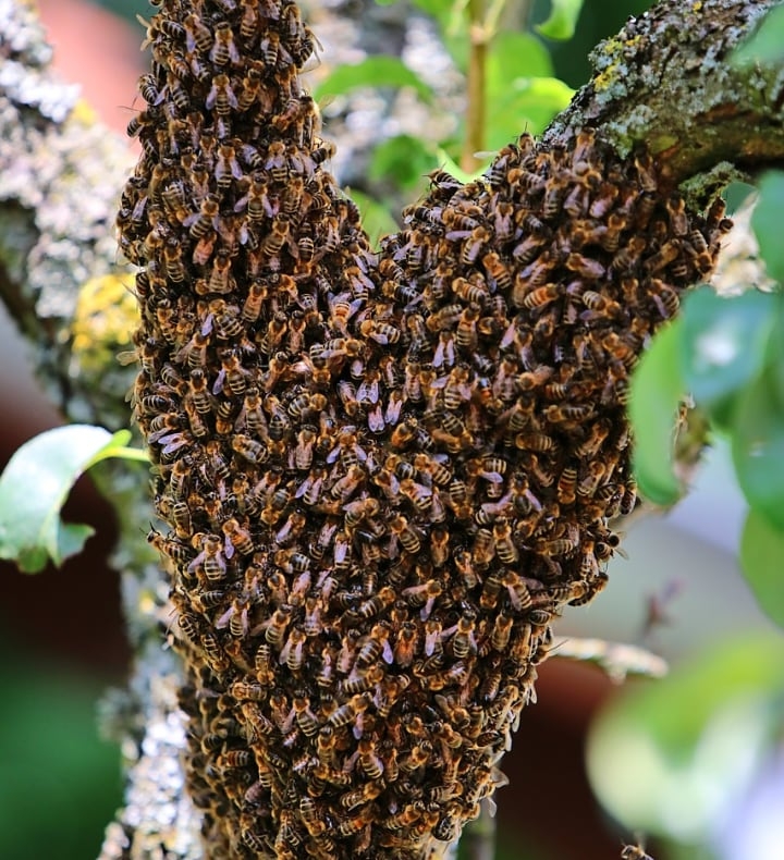prevent bees from swarming