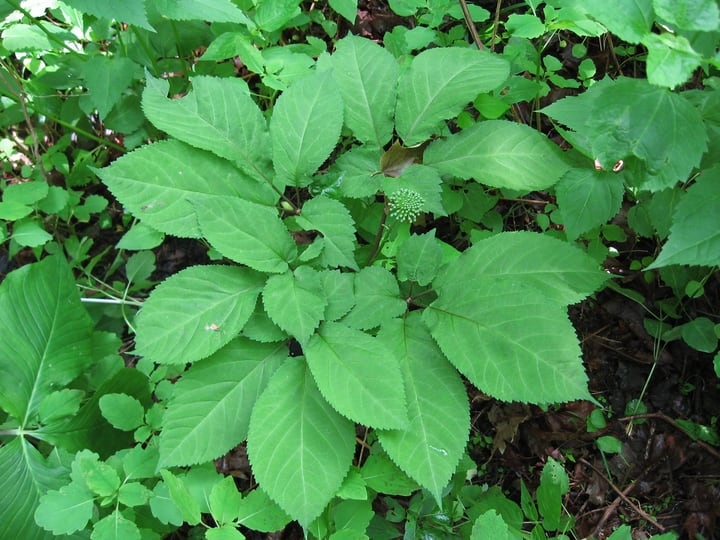 prong panax american ginseng